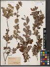 Foto von Salix aurita L.